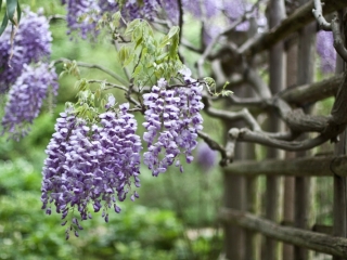 Péče o vistárii – důsledným řezem k bohatému kvetení