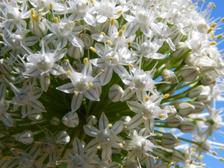 Co to tu tak krásně kvete? Cibule a pažitka!