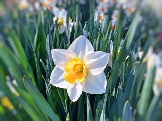 Zahrádkářské práce v srpnu II. – výsadba narcisů, sklizeň bylinek a jejich další výsev