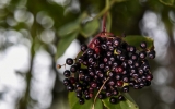 Léčivé a chutné zpracování černého bezu – víno, sirup i kosmatice