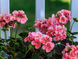 Správné zazimování muškátů a fuchsií
