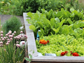 Vypěstujte si vlastní zeleninu a letničky od semínka!