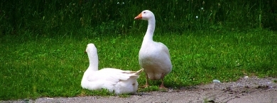  Foto kategorie Hospodářská zvířata