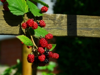 Řez maliníků a ostružiníků v zimě nebo v předjaří