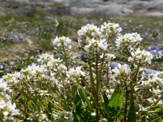 Zdraví prospěšný lžičník lékařský