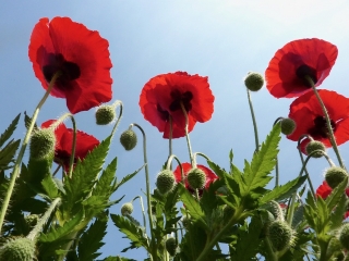 Výsev máku v únoru či březnu