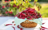 Zahrádkářské práce v únoru V. – další výsevy zeleniny včetně chilli papriček