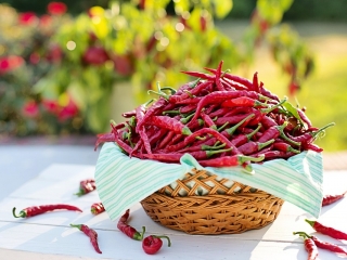 Zahrádkářské práce v únoru V. – další výsevy zeleniny včetně chilli papriček