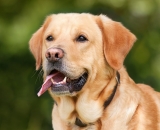 Labrador na zahradě