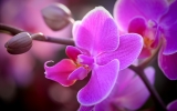 Aby orchidej zdárně prospívala