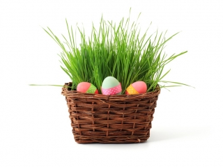 Vypěstujte si velikonoční osení