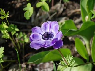 Výhody mulčovací kůry v záhonech