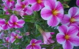 Calibrachoa – minipetúnie do truhlíku