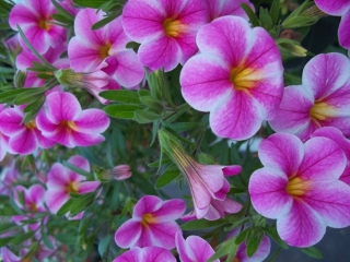 Calibrachoa – minipetúnie do truhlíku
