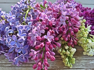 Lila záhon u kamenné zídky