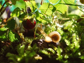 Likvidace zahradních škůdců I.