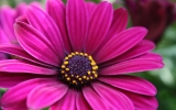Osteospermum – kapská kopretina do vaší zahrádky