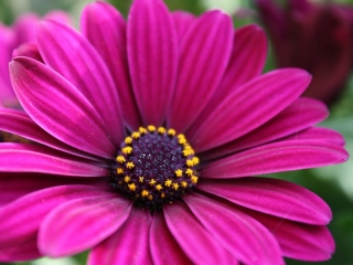 Osteospermum – kapská kopretina do vaší zahrádky
