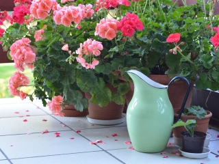 Zahrádkářské práce v květnu III. – výsadba jiřinek a cibulovin, přesazování muškátů,  řez živého plotu