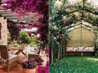 Pergola a popínavé rostliny