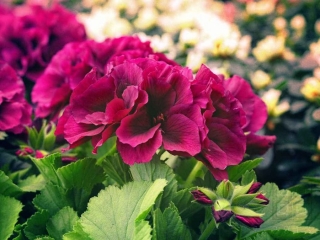 Neobvyklé druhy pelargonií pro vaši zahradu – třeba s vůní pomerančů