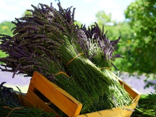 Prodejní výstava bylinek v Klášteře dominikánů v Plzni